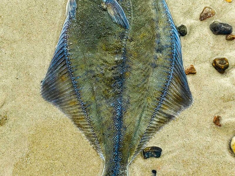 Platt wie ne Flunder