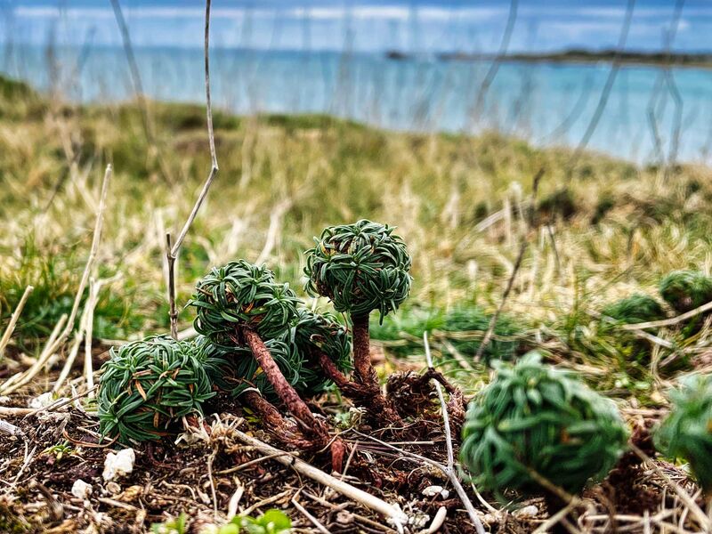 Miniaturbäume mit Frisur