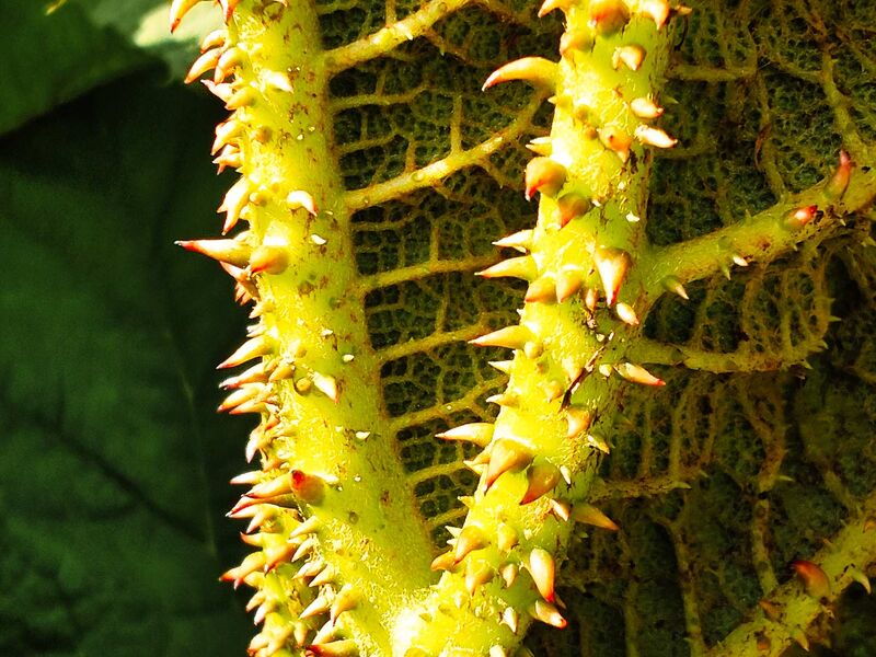 Gunnera Tinctoria ;)