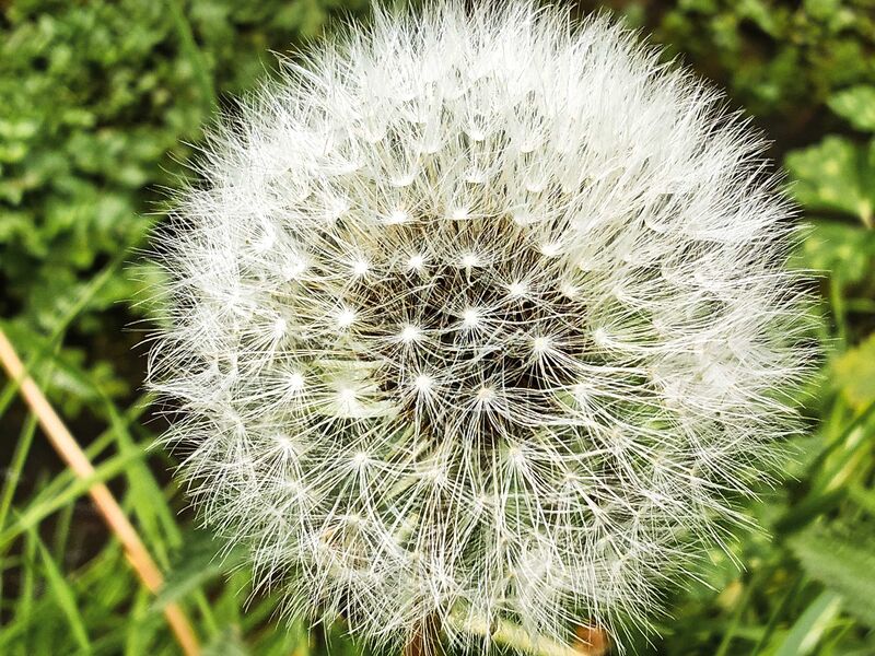 Pusteblume im April