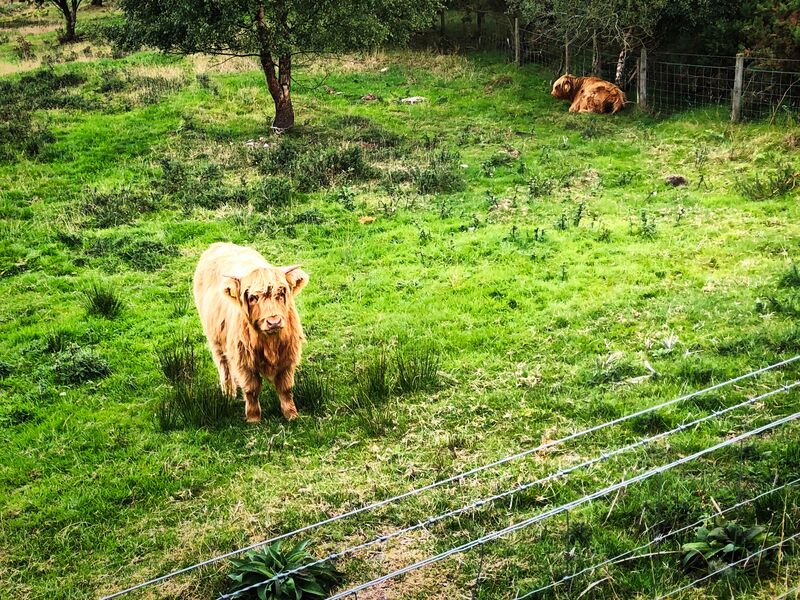 Hochlandrind zum Knuddeln