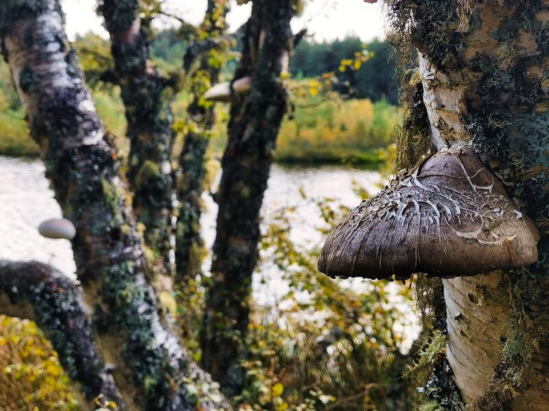 Überall Pilze