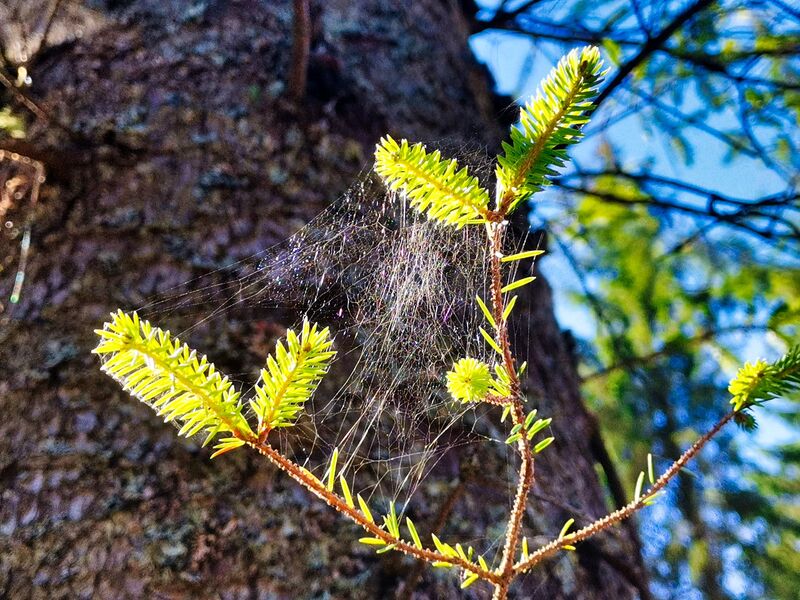 Stillleben mit Grün