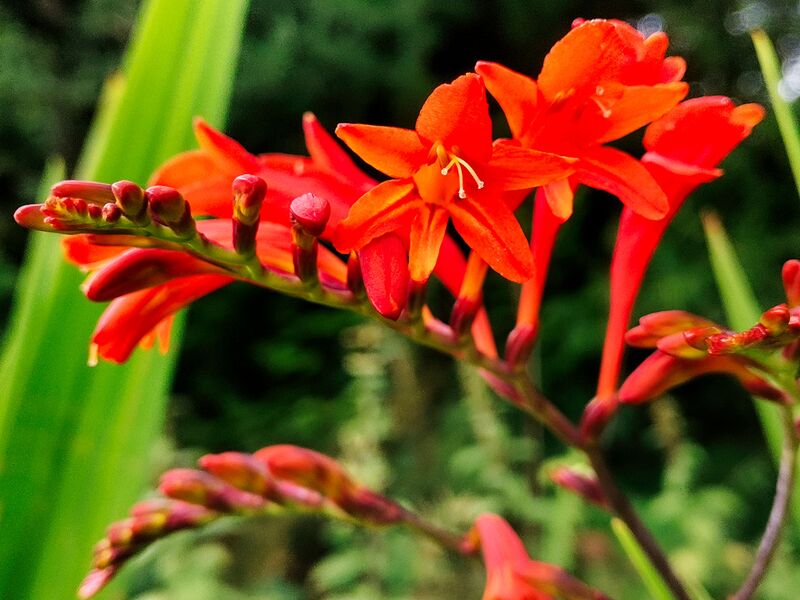 Rote Pracht