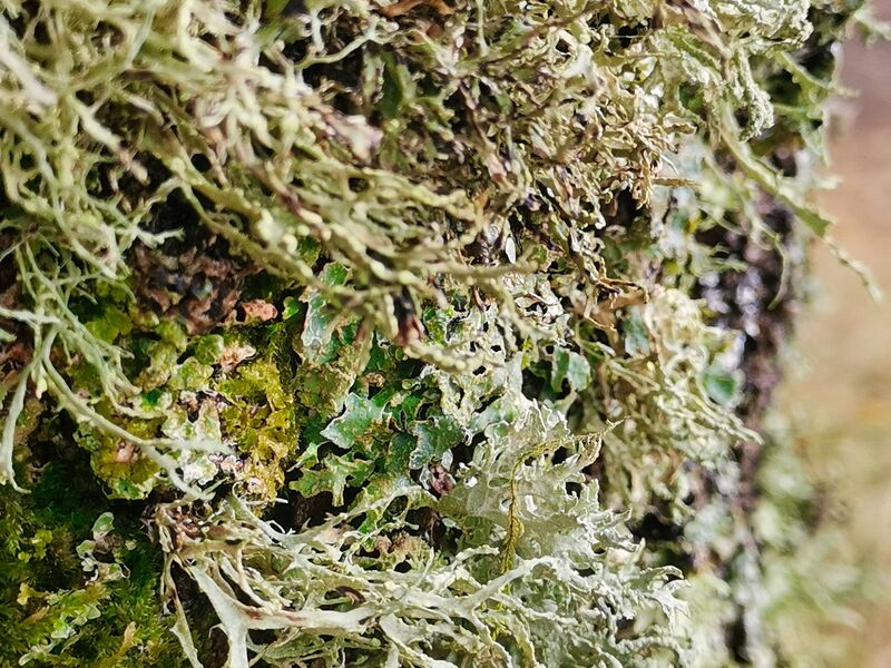 Flechten am Baumstamm