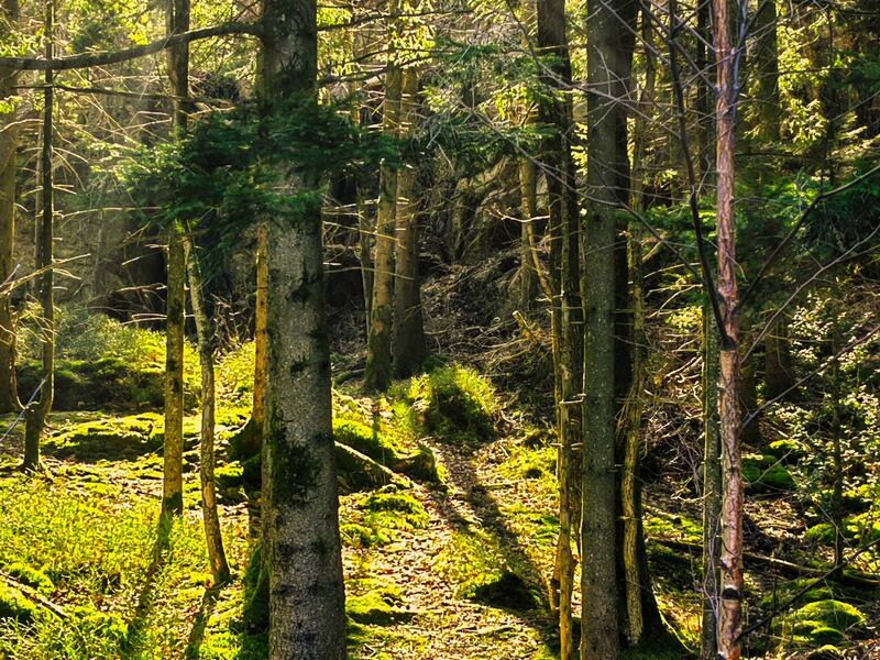 Wanderpfad bei Høllen