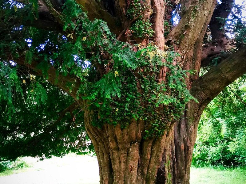 1000 Jahre alte Eibe