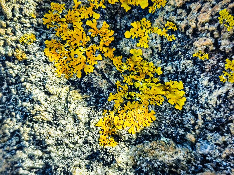 Flechten am Wandersteg bei Grundsund