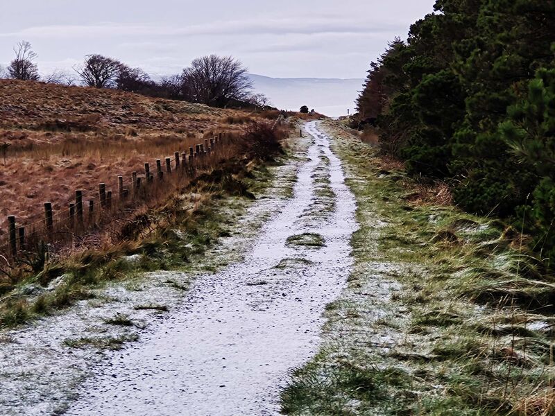 Benbulben Forest Walk